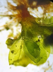 Syntrichia latifolia