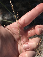 Panicum virgatum cubense