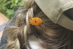 Euchroea auripigmenta