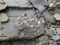 Odontarrhena tortuosa