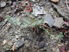 Odontarrhena tortuosa