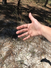 Panicum virgatum cubense