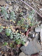 Odontarrhena tortuosa