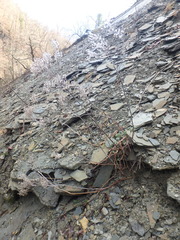 Odontarrhena tortuosa