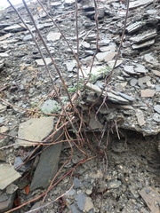 Odontarrhena tortuosa