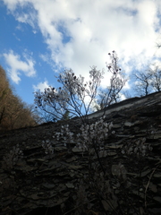 Odontarrhena tortuosa