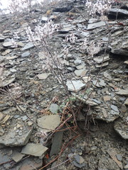 Odontarrhena tortuosa