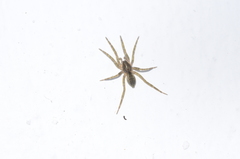 Liocranidae