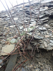 Odontarrhena tortuosa