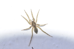 Liocranidae