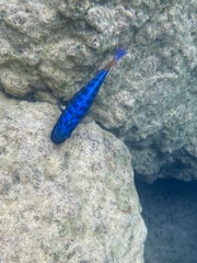 Labeotropheus fuelleborni