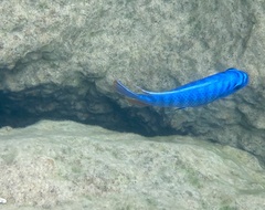 Labeotropheus fuelleborni