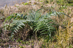 Cynara cardunculus cardunculus