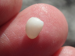Nucula proxima
