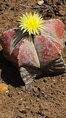 Astrophytum