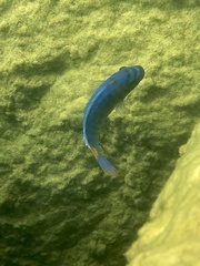 Labeotropheus fuelleborni