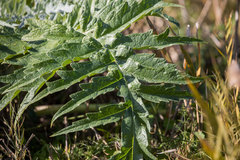 Cynara cardunculus cardunculus