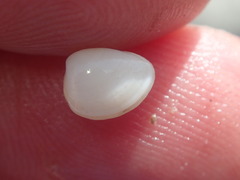 Nucula proxima