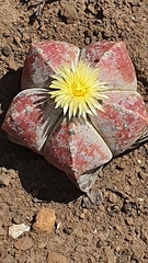 Astrophytum