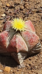 Astrophytum