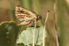 Dardarina gaucha