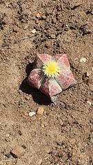 Astrophytum