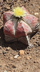 Astrophytum