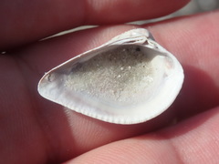 Anomalocardia cuneimeris