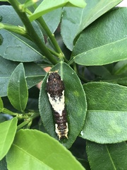 Papilio demodocus