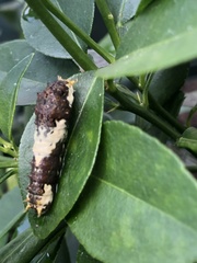 Papilio demodocus