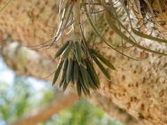 Tillandsia gardneri