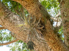 Tillandsia gardneri