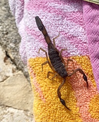 Centruroides gracilis