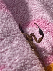 Centruroides gracilis