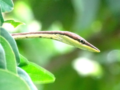 Oxybelis microphthalmus