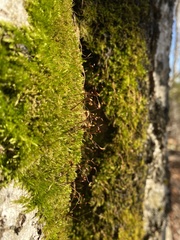 Sciuro-hypnum reflexum