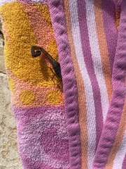 Centruroides gracilis