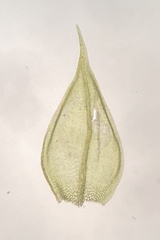 Sciuro-hypnum reflexum