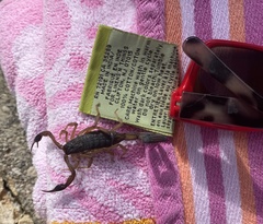 Centruroides gracilis