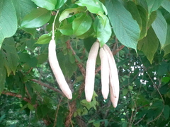 Adenocalymma inundatum