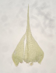 Sciuro-hypnum reflexum