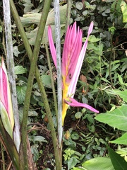 Heliconia aemygdiana