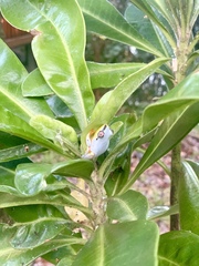 Heterixalus madagascariensis