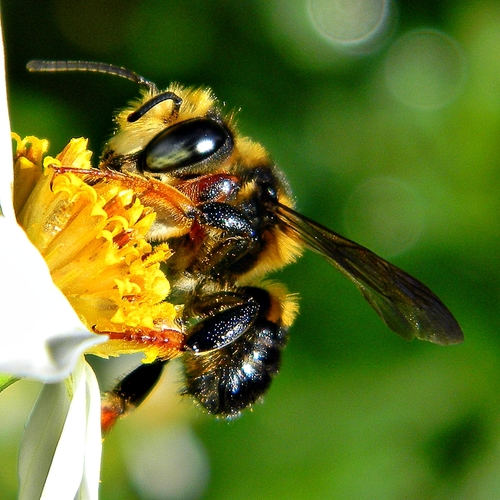 Bahama Leaf-cutter Bee