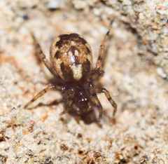 Enoplognatha mandibularis