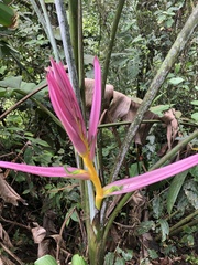 Heliconia aemygdiana