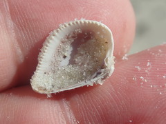 Anomalocardia cuneimeris