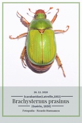 Brachysternus prasinus