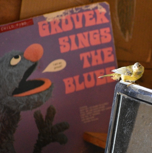 Orange-crowned Warbler (Leiothlypis celata), photo 3