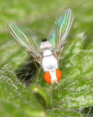 Steganinae